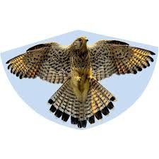 GUNTHER tuulelohe Falke, 1230 