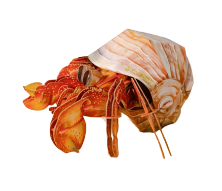 MAKEBUG 3D paberist pusle Hermit Crab, MB-B-0008 