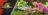 JURASSIC WORLD interaktiivne dinosaurus Distortus Rex, JGB58 