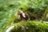 MAKEBUG 3D paberist pusle black forest horse, MB-D-0012 