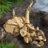 76969 LEGO® Jurassic World™ Dinosauruste fossiilid: Triceratopsi kolju 