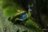 MAKEBUG 3D paberist pusle green peafowl, MB-D-0016 
