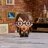 4D BUILD Pusle Harry Potter, 6069834 