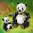 31165 LEGO® Creator Metsloomad: panda perekond 