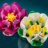 11511 LEGO® Botanicals Vesiroosid 