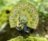 MAKEBUG 3D paberist pusle green peafowl, MB-D-0016 